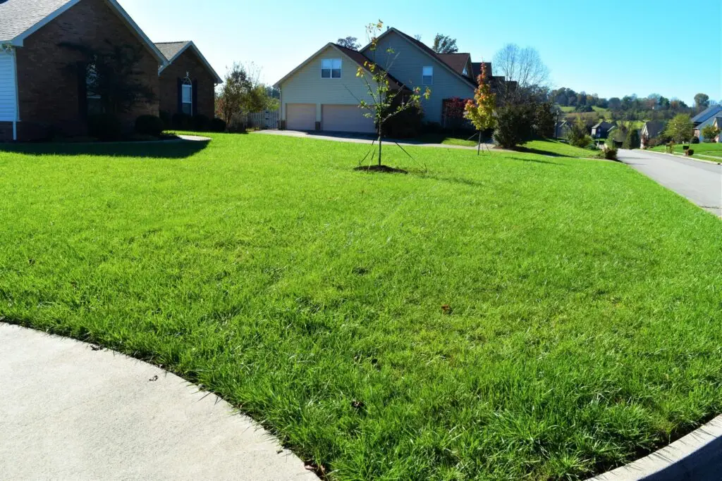 Lawn restoration